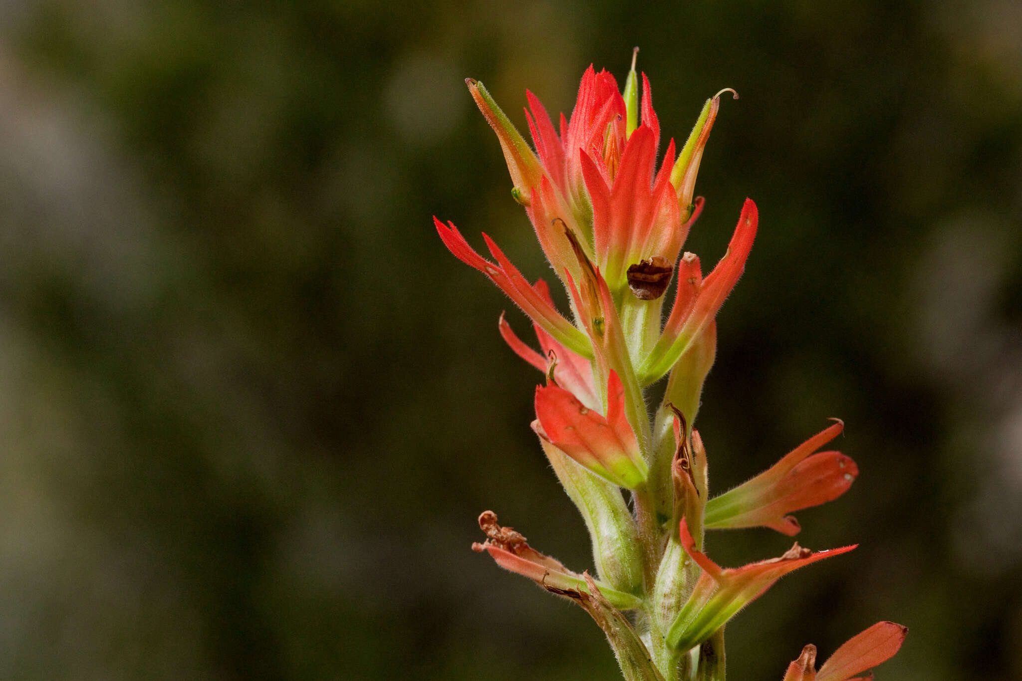 Image of Organ Mountain Indian paintbrush