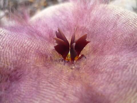 Image of <i>Stapelia <i>hirsuta</i></i> var. hirsuta