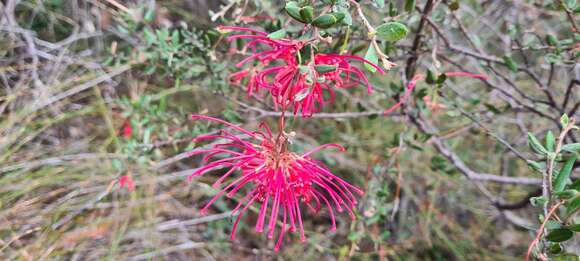 Image of Grevillea speciosa (Knight) Mc Gill.