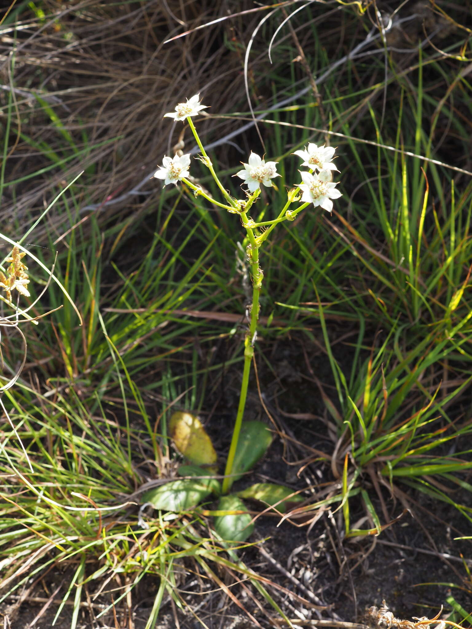 Image of Alepidea longeciliata Schinz ex Dümmer