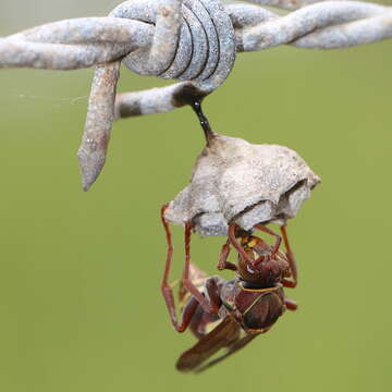 Image of Polistes stigma townsvillensis Giordani Soika 1975