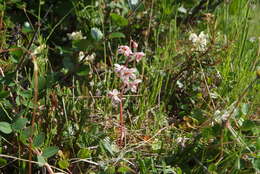 Image de Pyrola asarifolia subsp. incarnata (DC.) E. Murr.