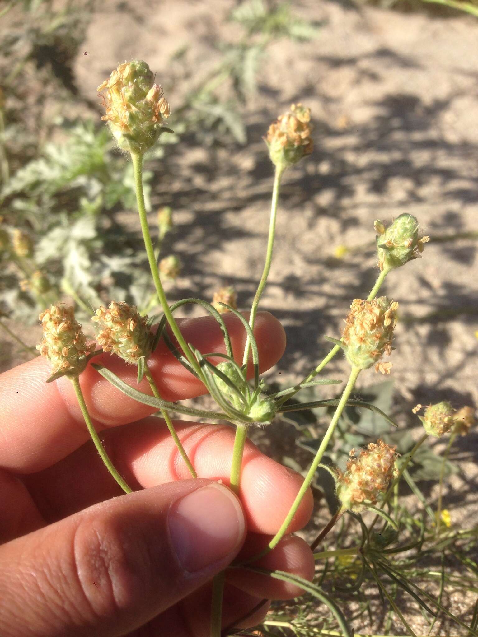 Image of Sand Plantain