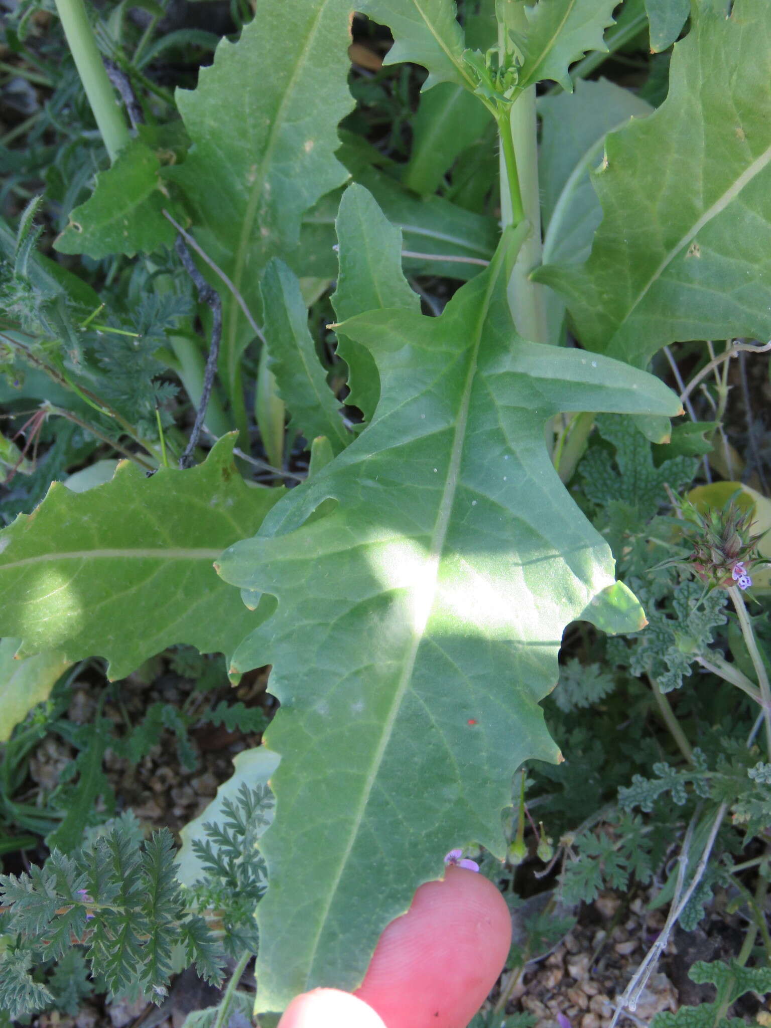 Image of California mustard