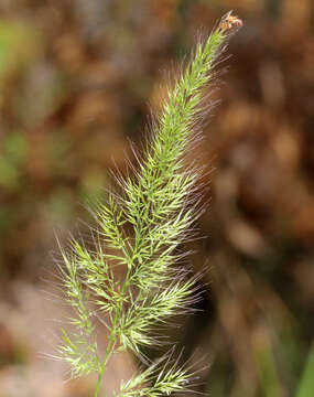 Image of plumegrass