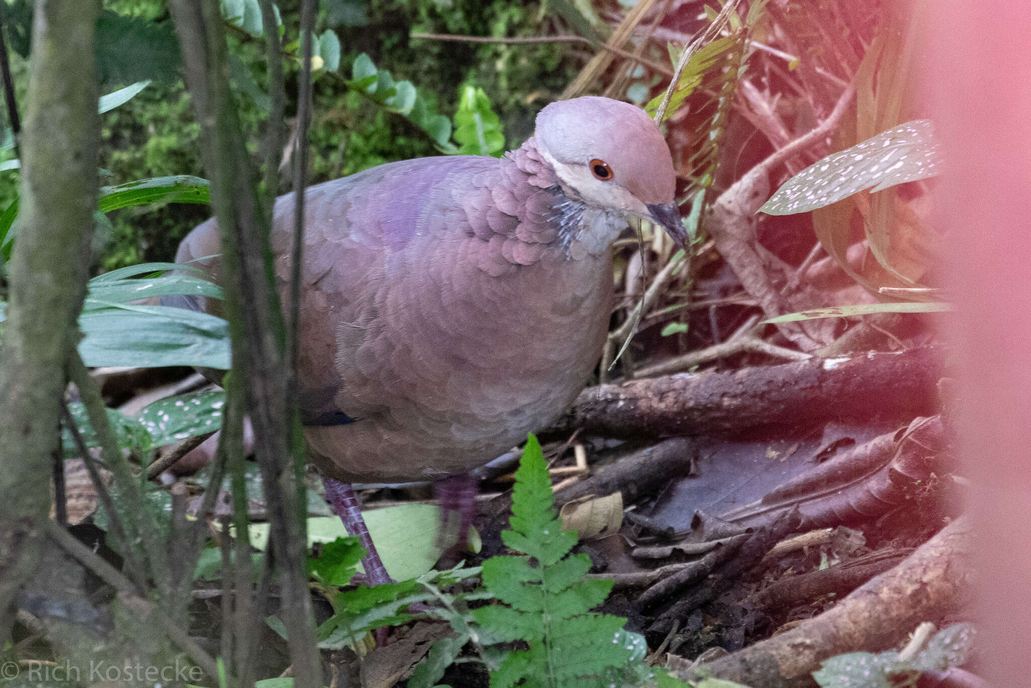 Image of Lined Quail-Dove