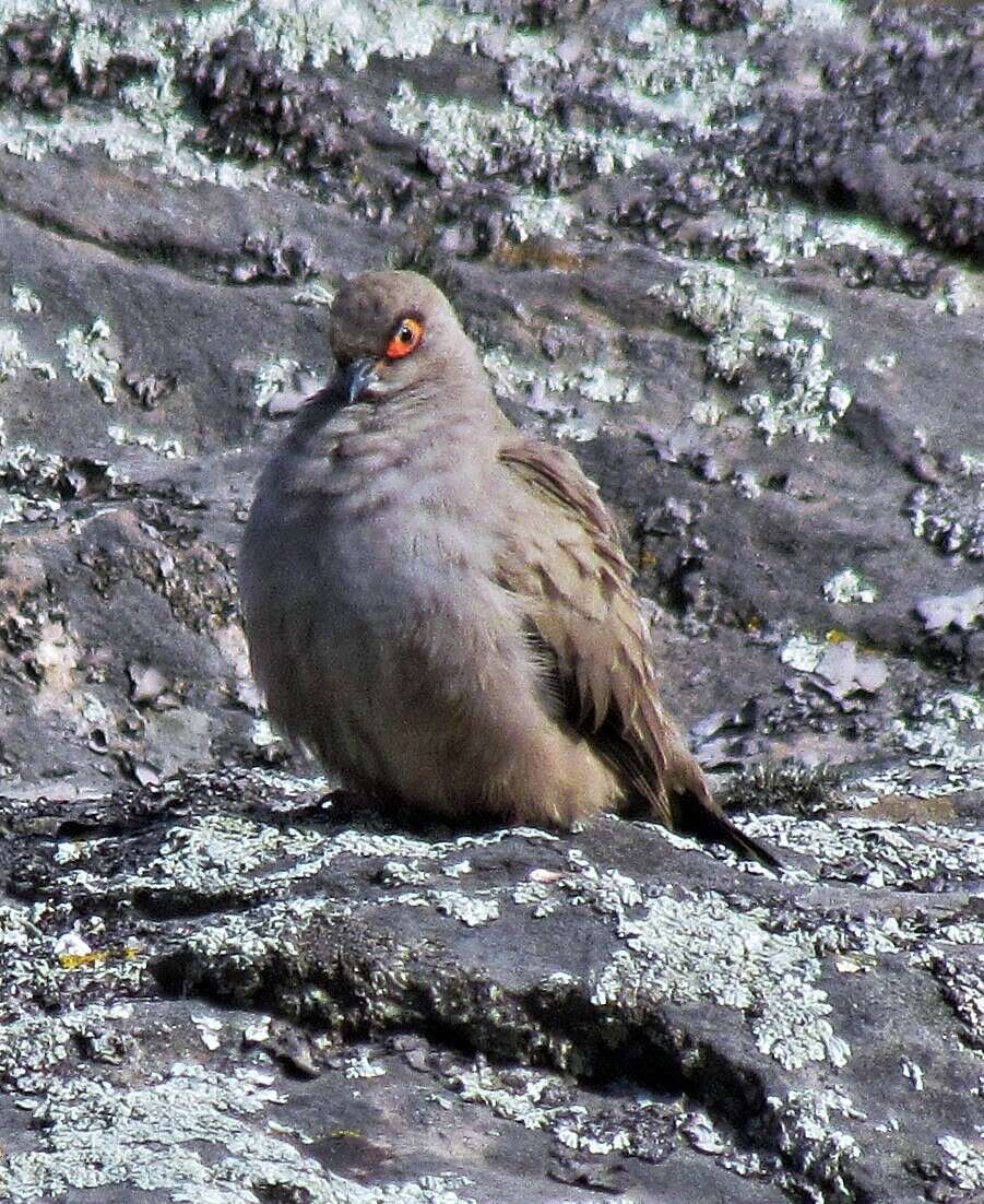 裸眶地鳩的圖片