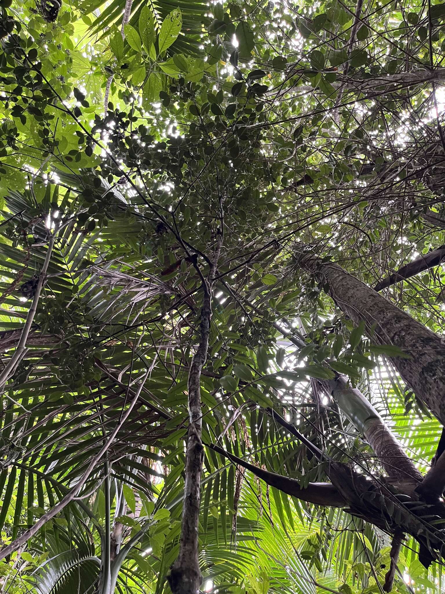 Image de Garcinia portoricensis (Urb.) Alain H. Liogier