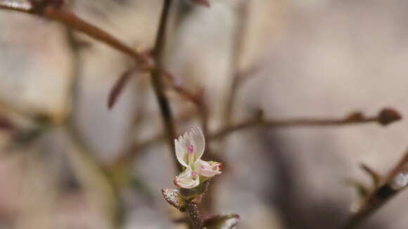 Image de Lygodesmia exigua (A. Gray) A. Gray