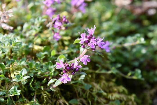 صورة Thymus reverdattoanus Serg.