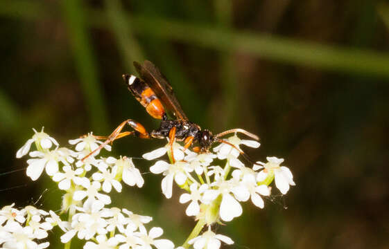 Image of Ichneumon sarcitorius Linnaeus 1758