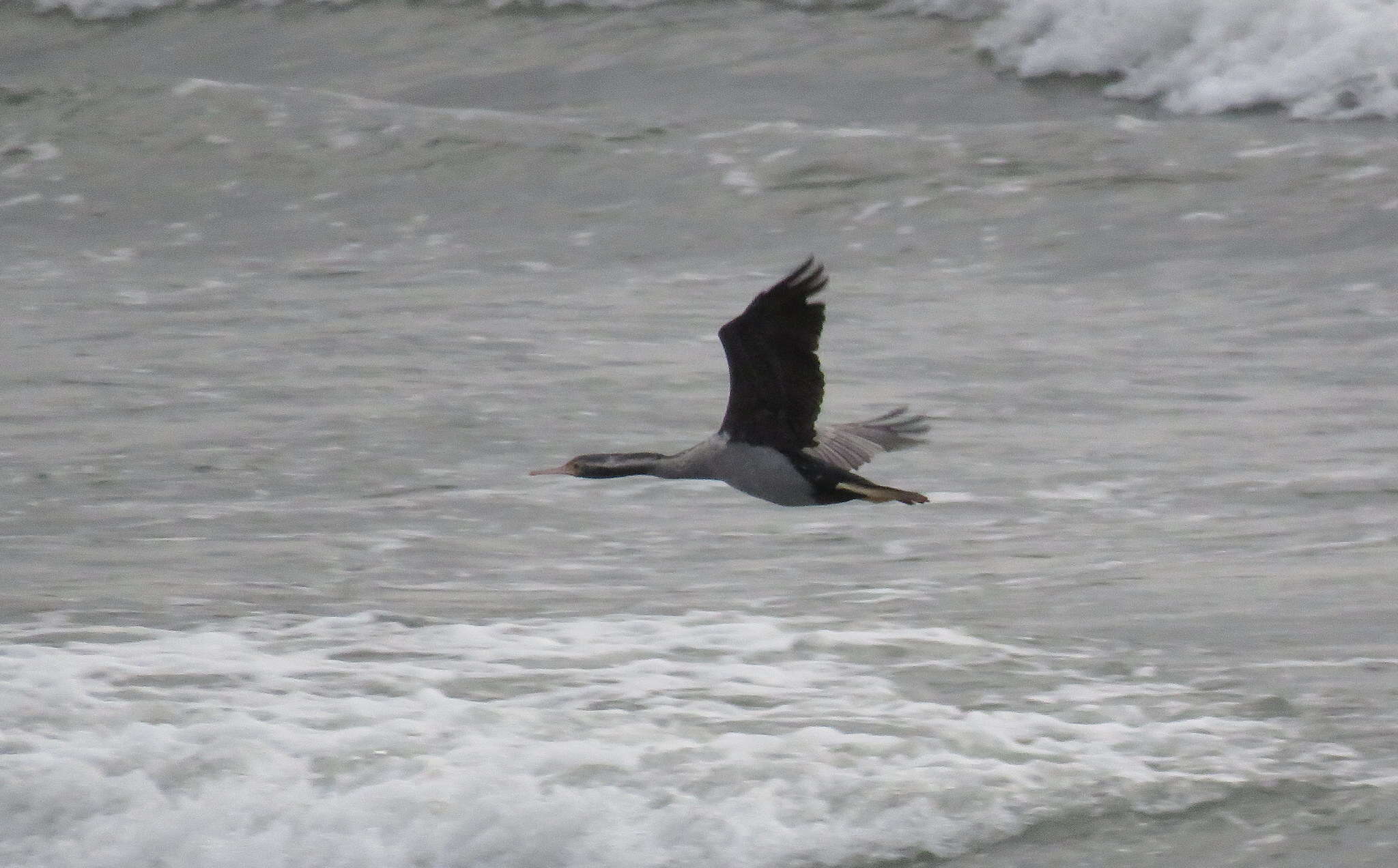 Image of Phalacrocorax punctatus oliveri Mathews 1930