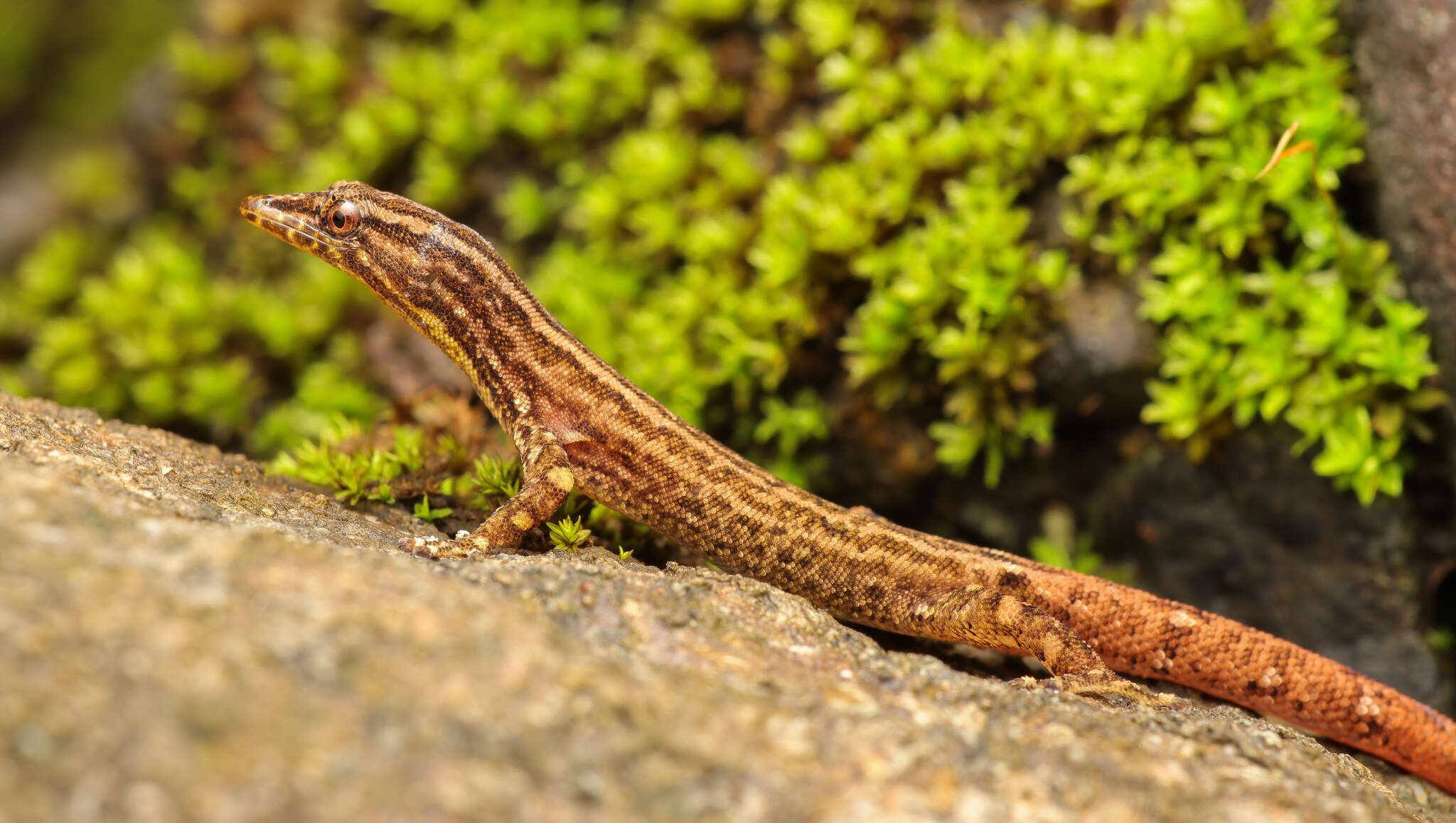 Image of Costa Rica Least GeckO