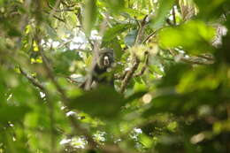 Image of Cercopithecus nictitans nictitans (Linnaeus 1766)