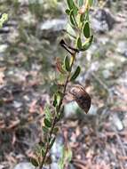 Image of Acacia hispidula (Sm.) Willd.