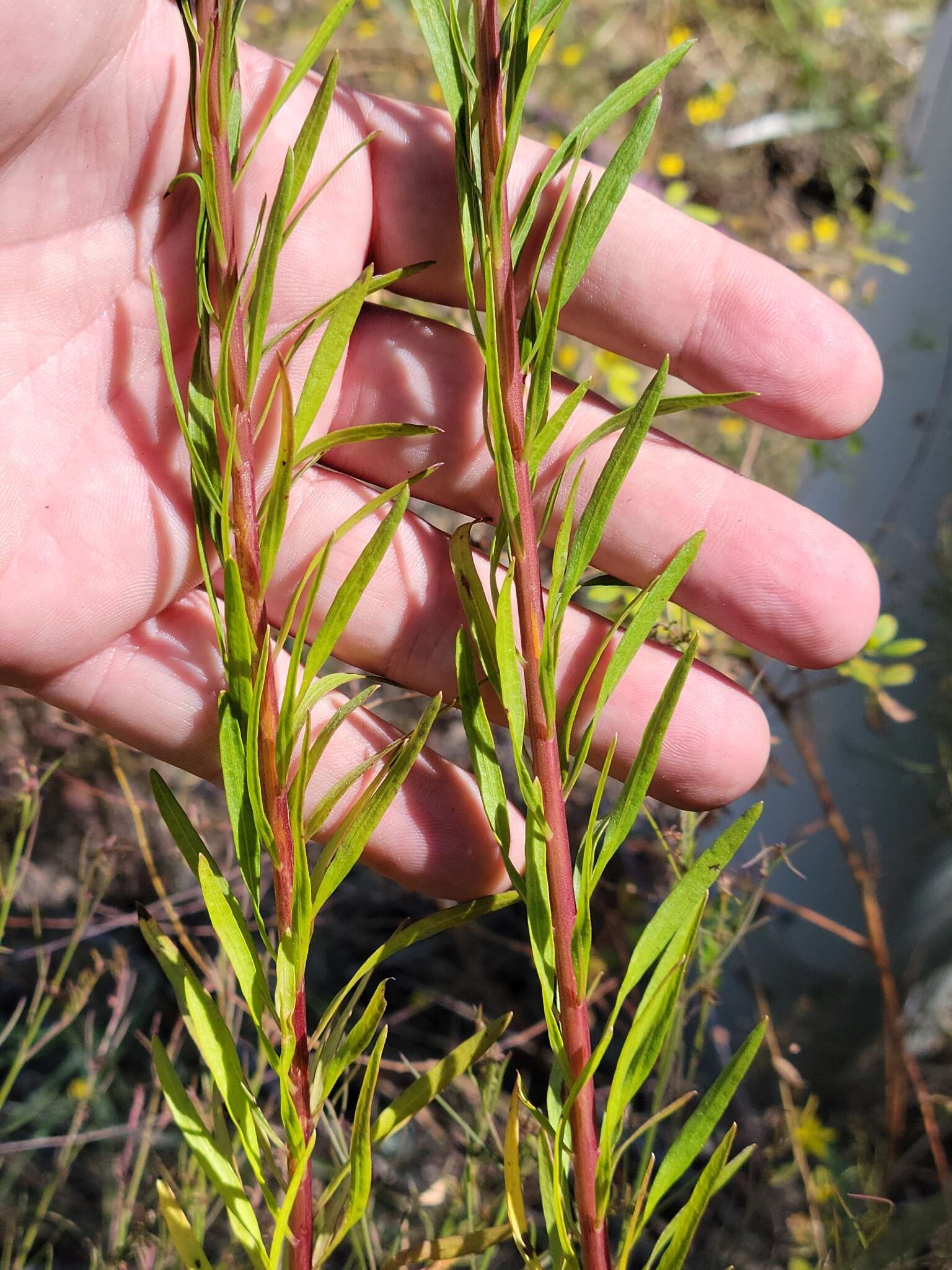 Image of <i>Chrysopsis <i>linearifolia</i></i> var. linearifolia