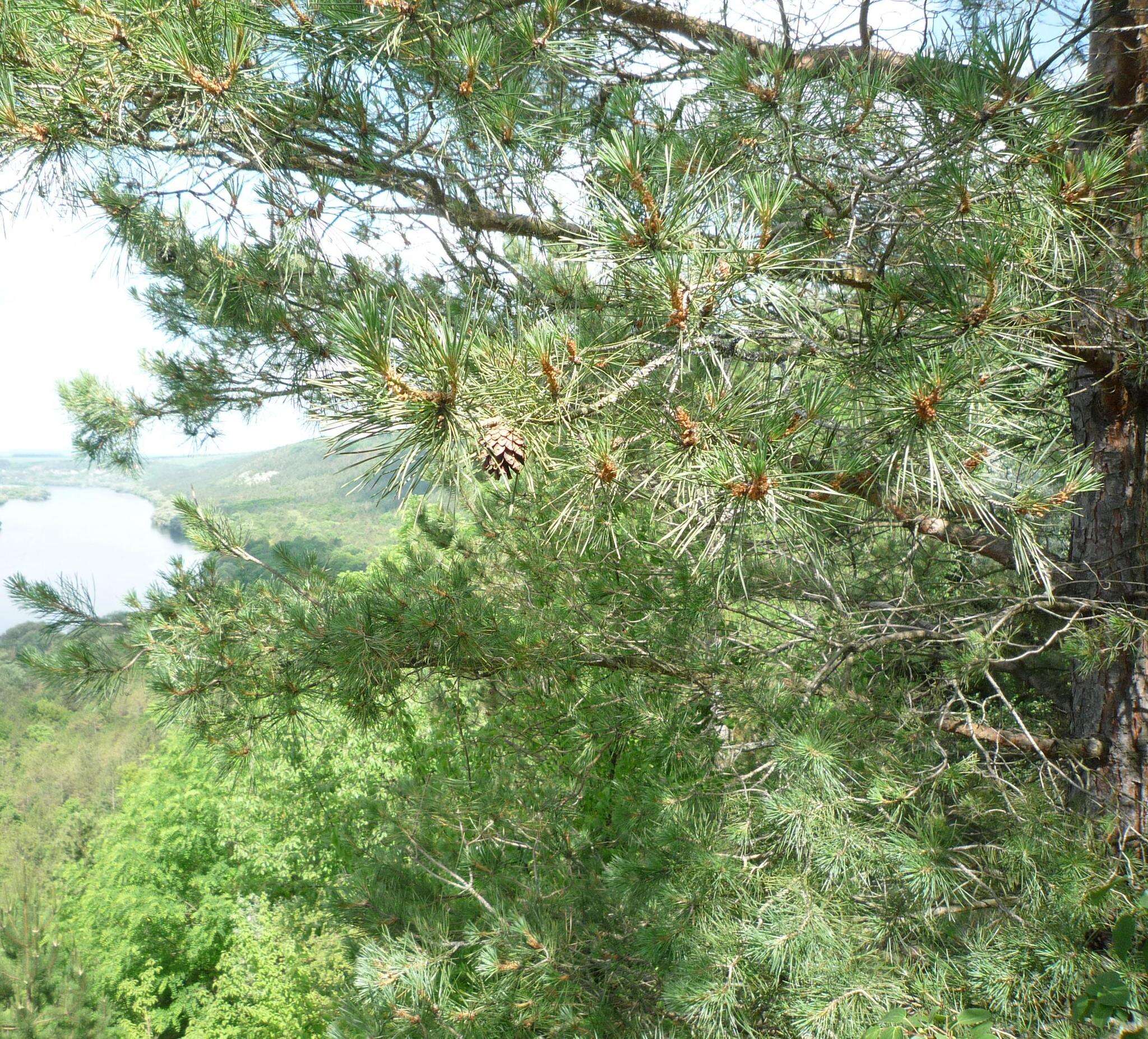 Image of Pinus nigra subsp. nigra