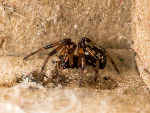 Image of Steatoda paykulliana (Walckenaer 1806)