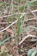 Image of Dianella revoluta var. revoluta