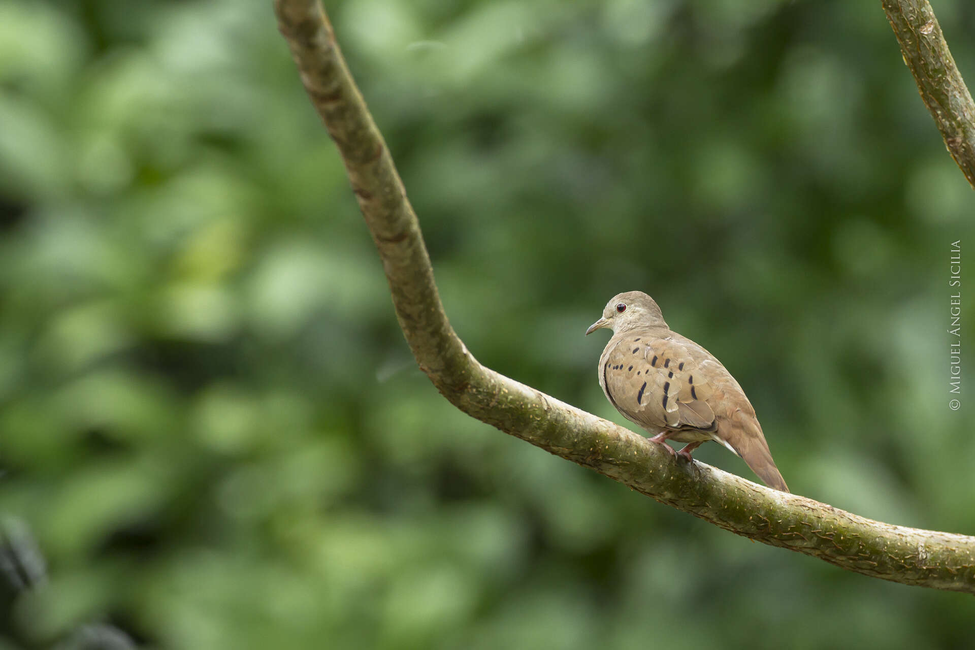 صورة Columbina talpacoti (Temminck 1810)