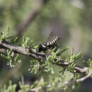 Image of Megachile leucografa Friese 1908