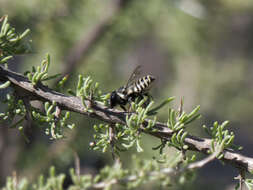 Image of Megachile leucografa Friese 1908