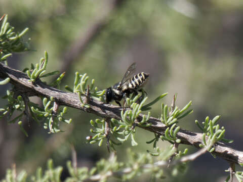 Imagem de Megachile leucografa Friese 1908