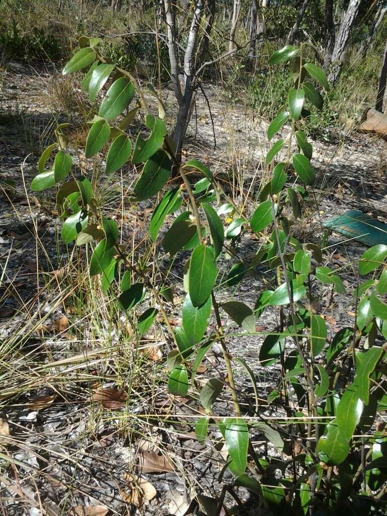 Слика од Diospyros virgata (Gürke) Brenan