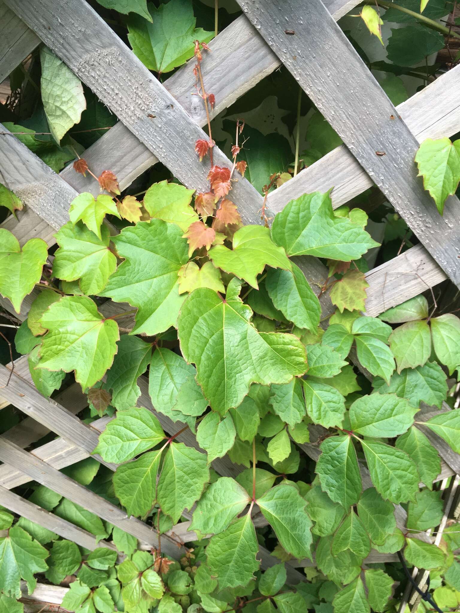 Parthenocissus tricuspidata (Siebold & Zucc.) Planchon resmi