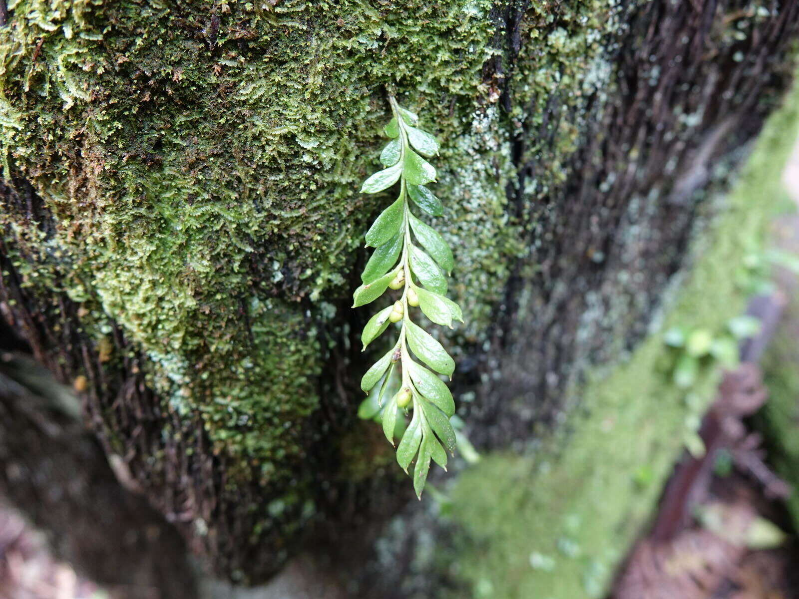 Image of Tmesipteris lanceolata Dangeard