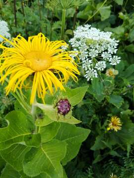 Inula magnifica Lipsky resmi