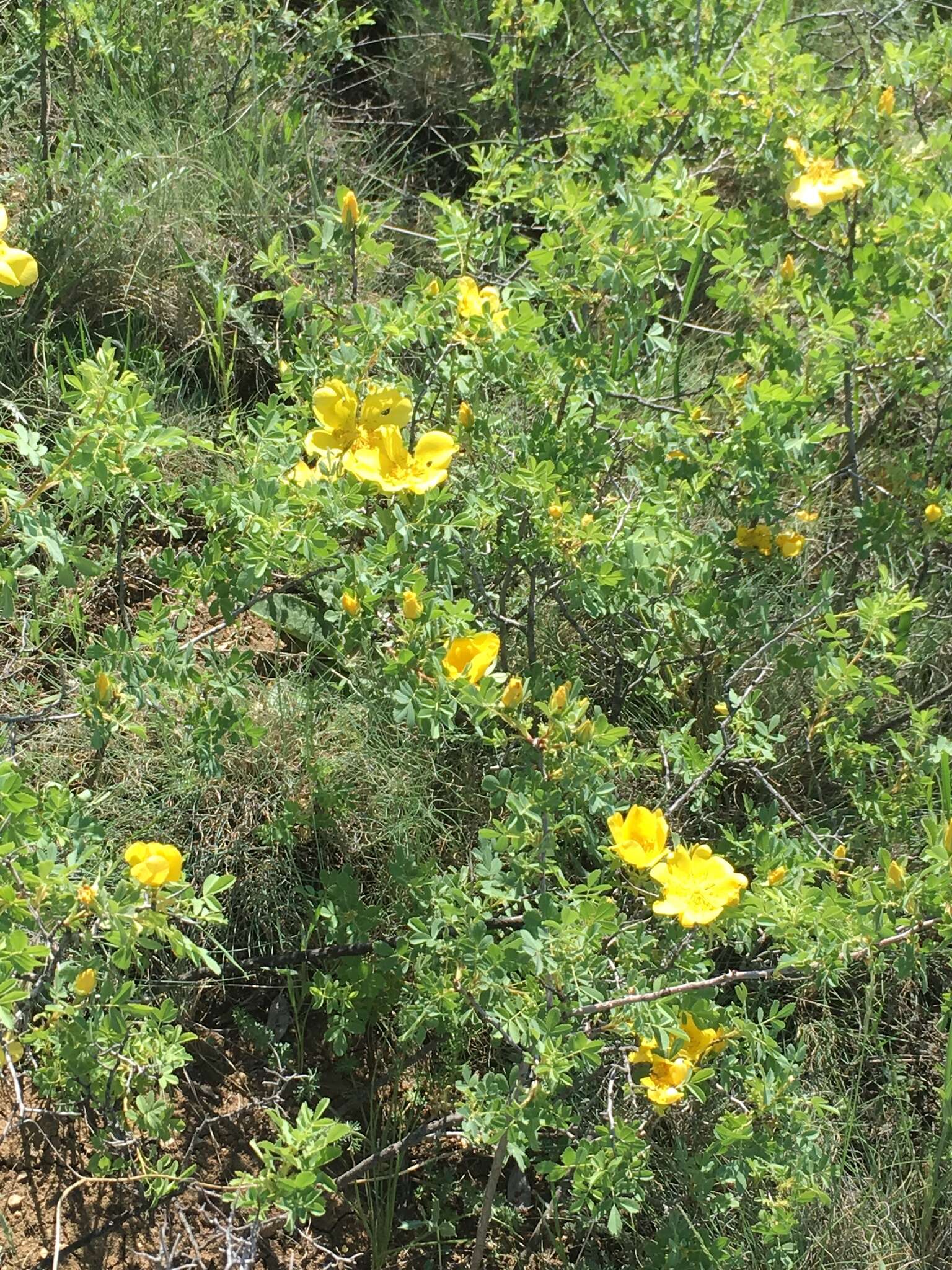 Image de Rosa foetida J. Herrm.