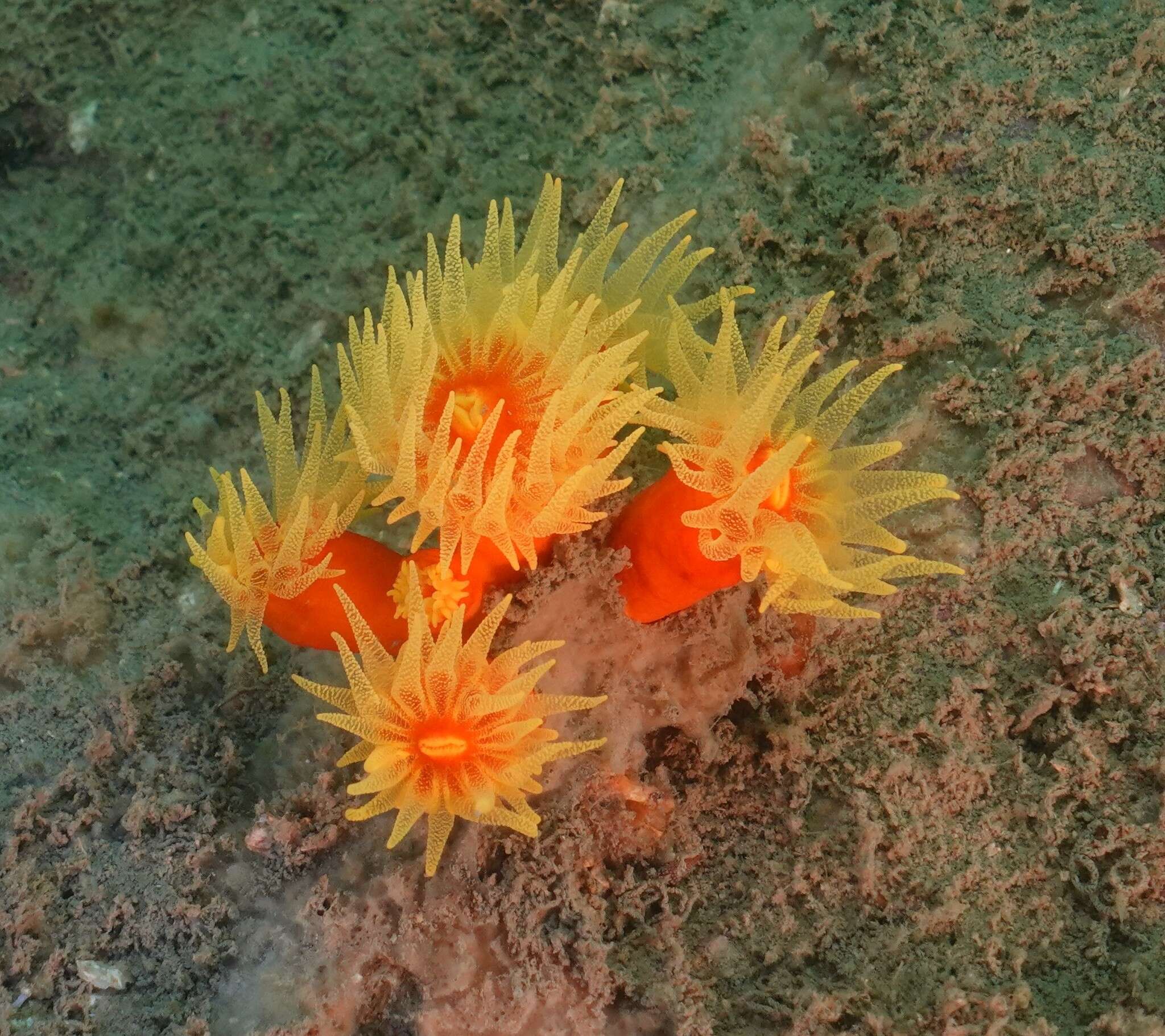 Dendrophyllia arbuscula van der Horst 1922 resmi