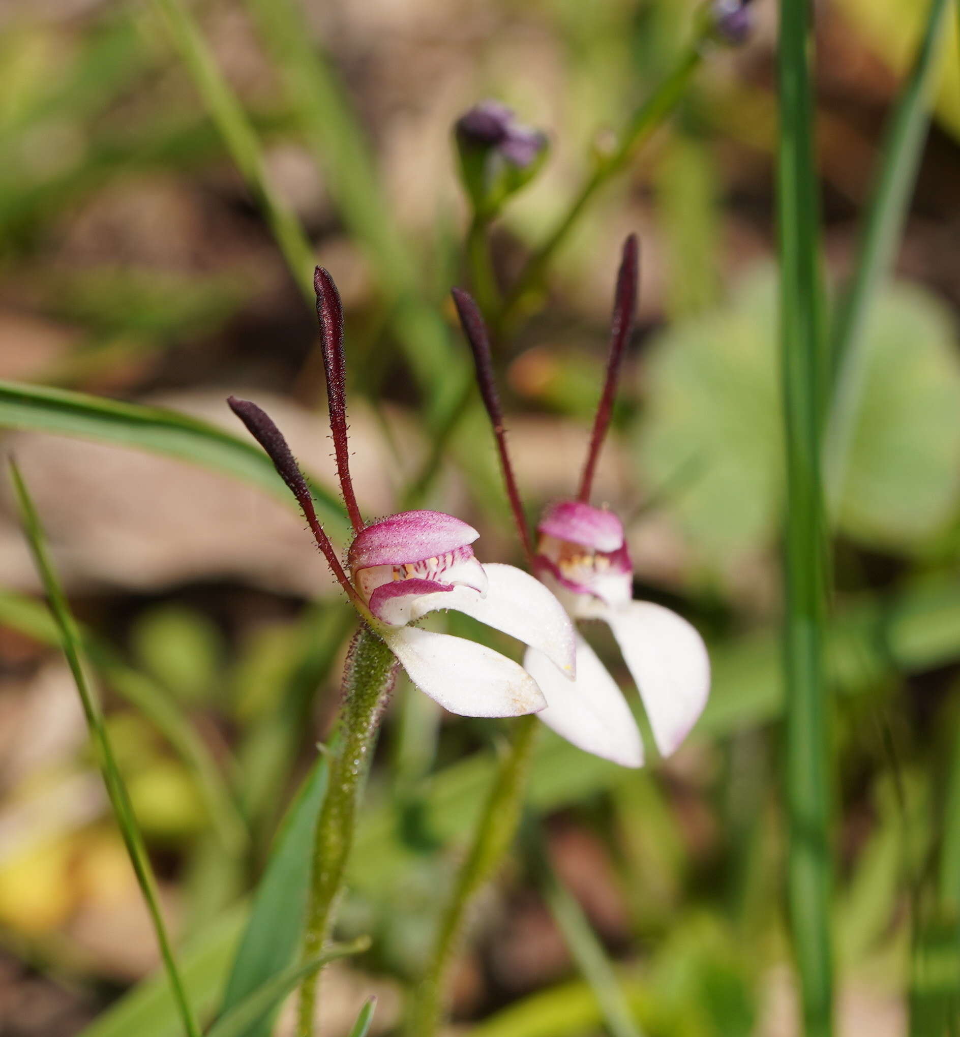 Imagem de Leptoceras menziesii (R. Br.) Lindl.