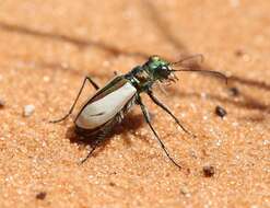 Image of Coral Pink Sand Dunes Tiger Beetle