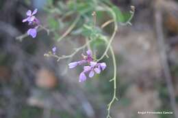 Image de Moricandia arvensis (L.) DC.