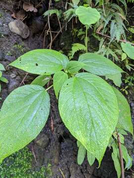 Cypholophus moluccanus (Bl.) Miq.的圖片