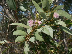 Слика од Eucalyptus albopurpurea (Boomsma) D. Nicolle