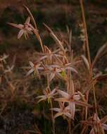 Image of Hesperantha longicollis Baker