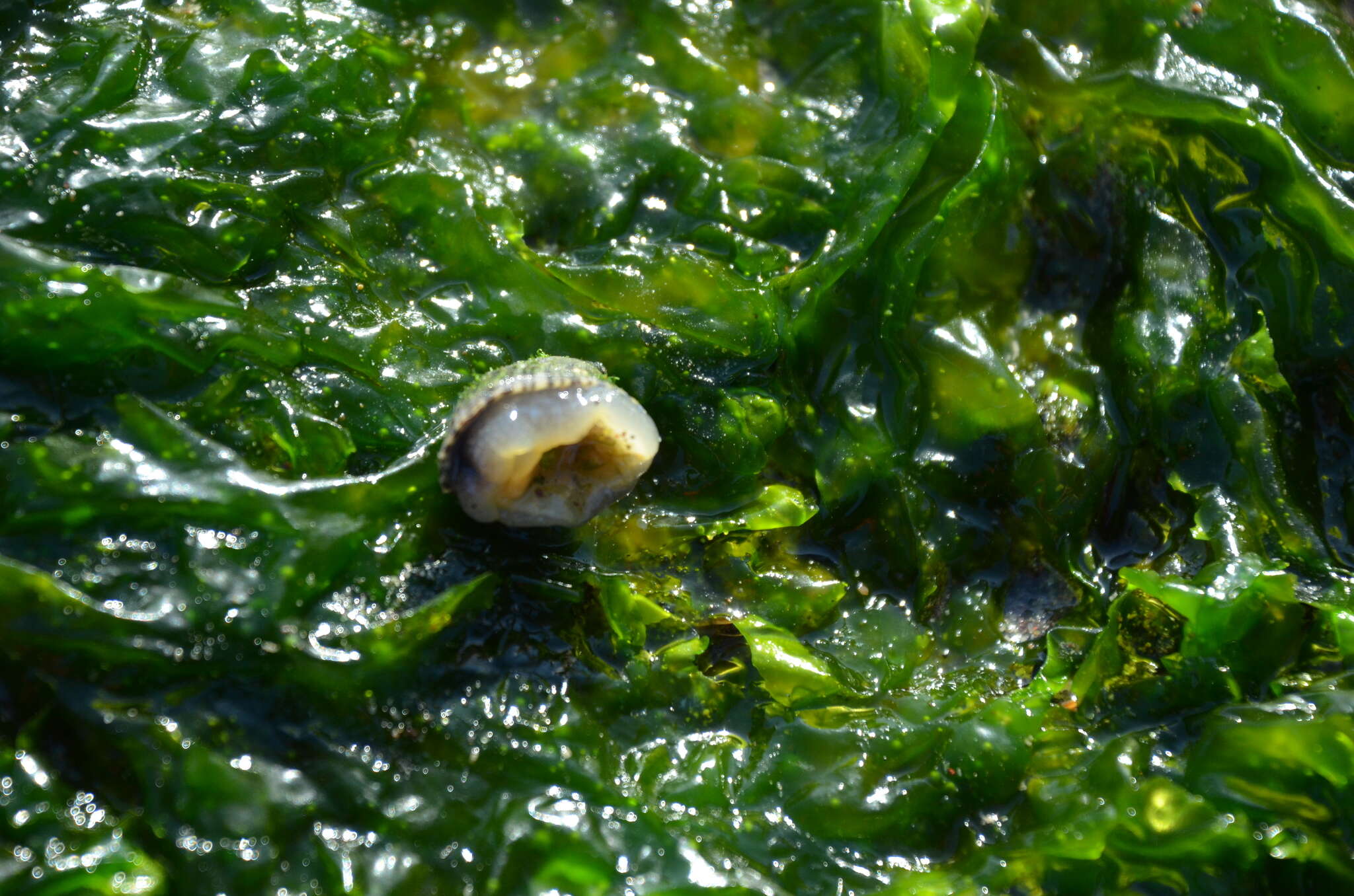 Image of Siphonaria lessonii Blainville 1827