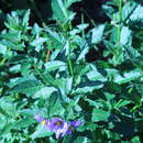 صورة Solanum xanti var. hoffmannii Munz