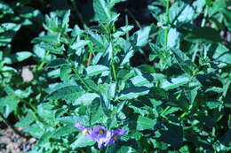 صورة Solanum xanti var. hoffmannii Munz