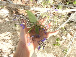 Слика од Vitex gaumeri Greenm.