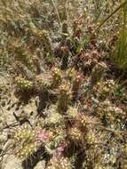 Image of Austrocylindropuntia shaferi (Britton & Rose) Backeb.