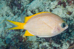 Image de Chromis analis (Cuvier 1830)