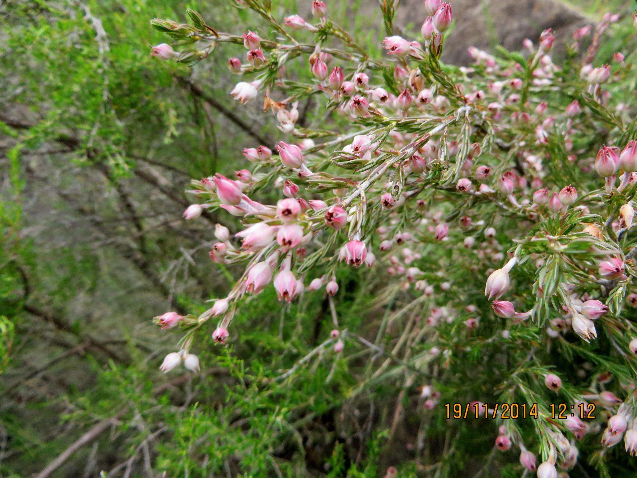 Plancia ëd Erica straussiana Gilg