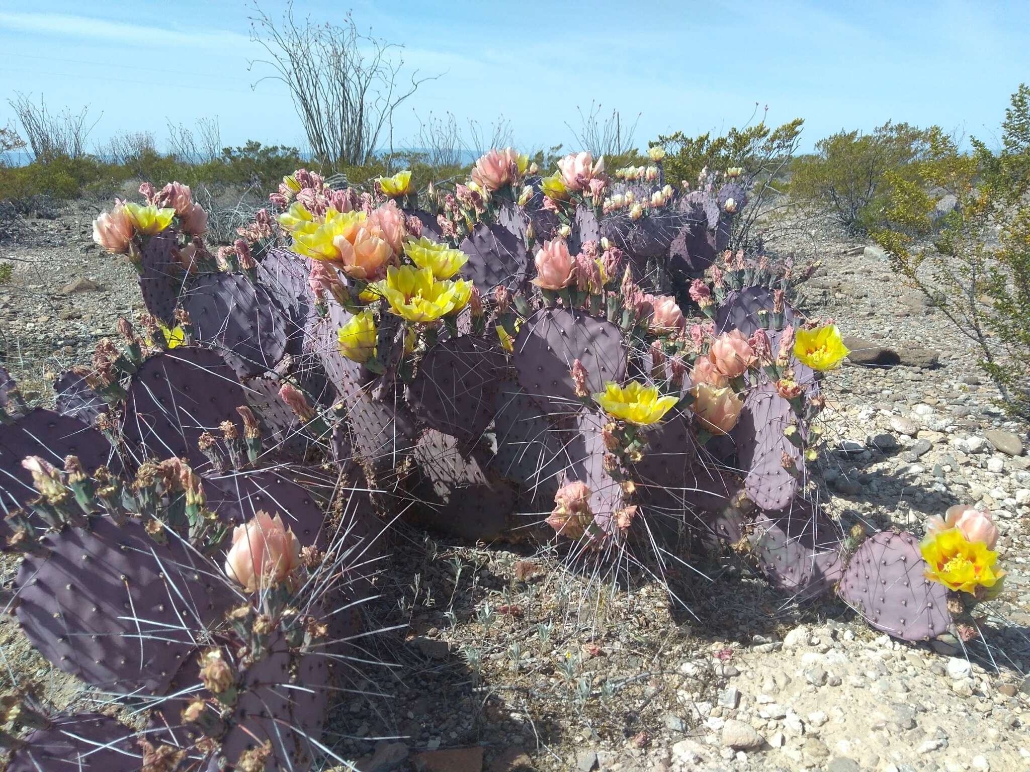 Image of Brownspine Pricklypear