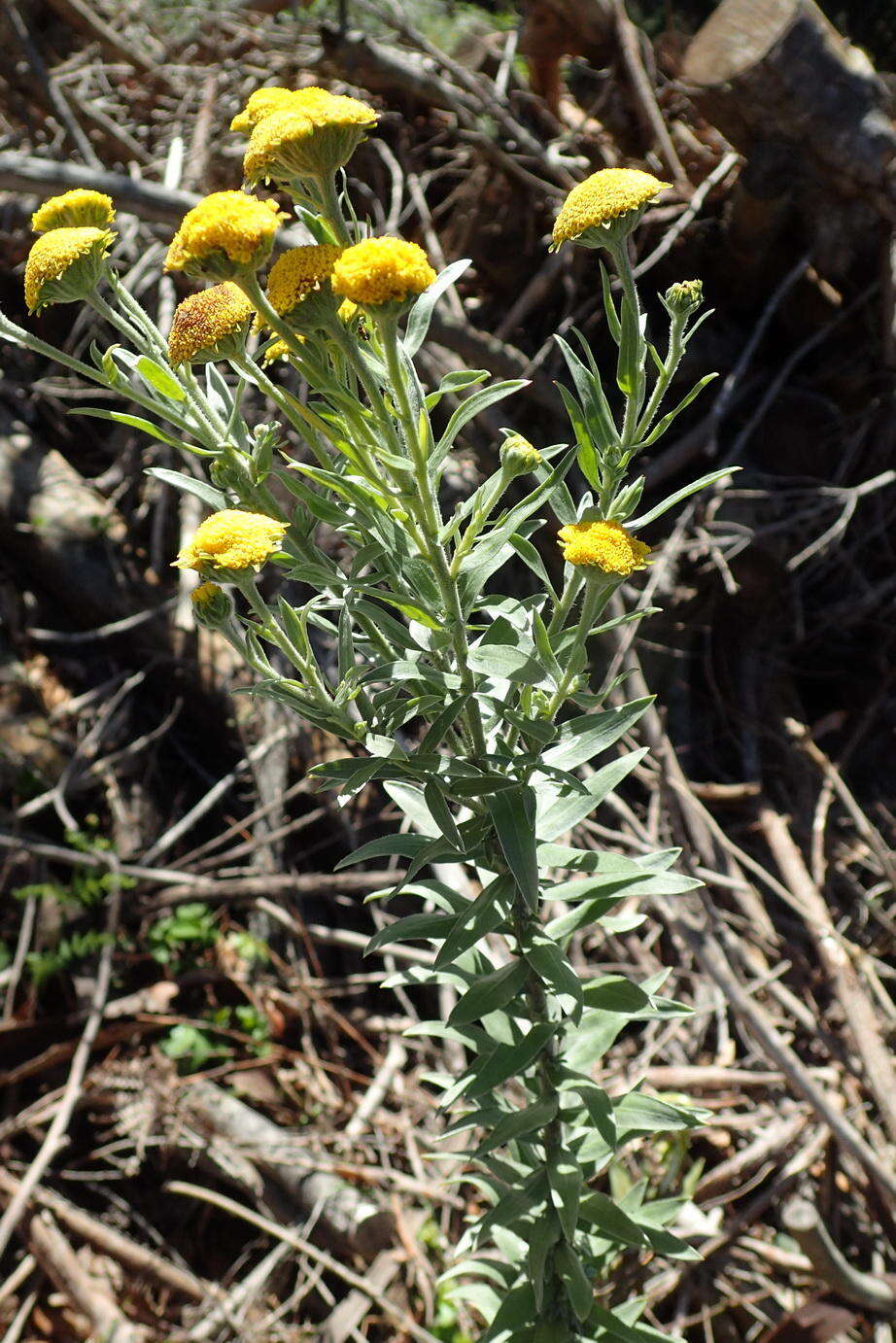 Image of Schistostephium umbellatum (L. fil.) K. Bremer & C. J. Humphries