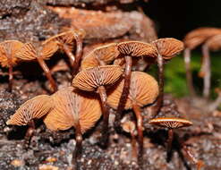 Imagem de Kuehneromyces brunneoalbescens (Y. S. Chang & A. K. Mills) J. A. Cooper 2014