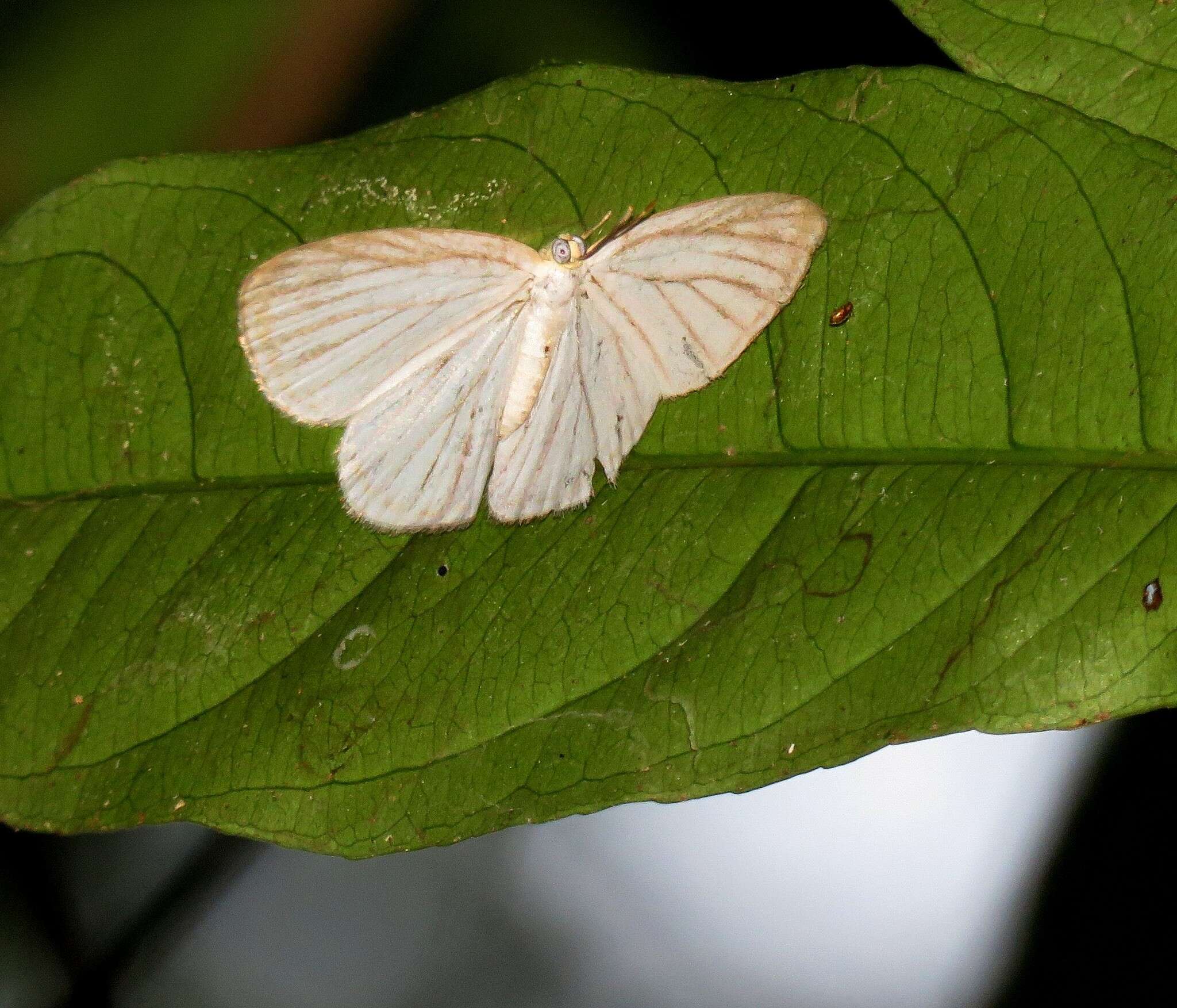 Image de Zelotaea phasma Bates 1868